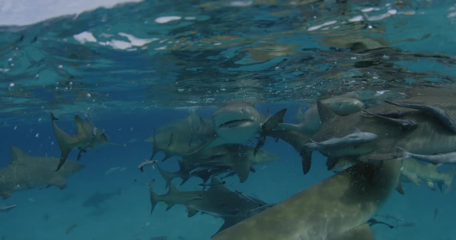 A school of sharks