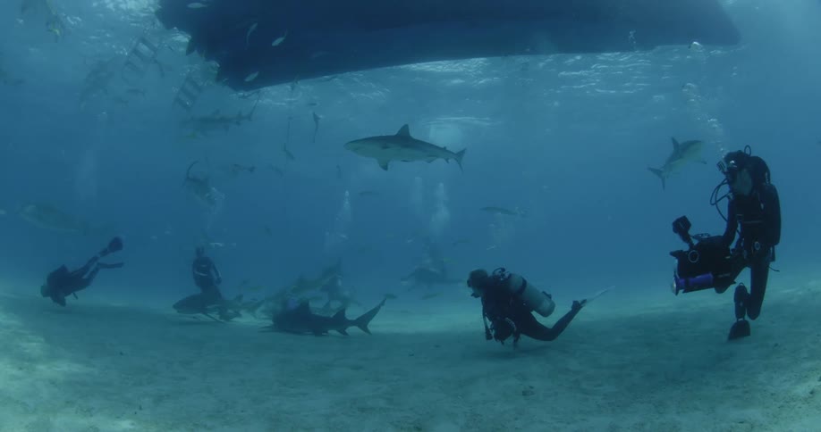 Scuba divers swim near many sharks in the ocean