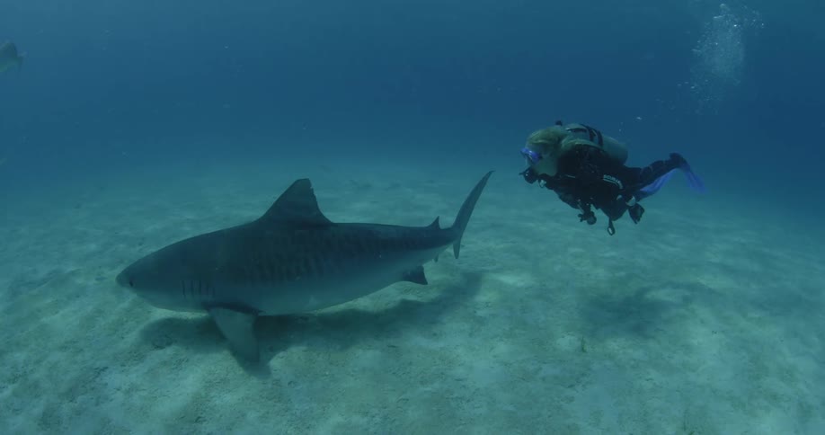 A scuba diver swims after a shark