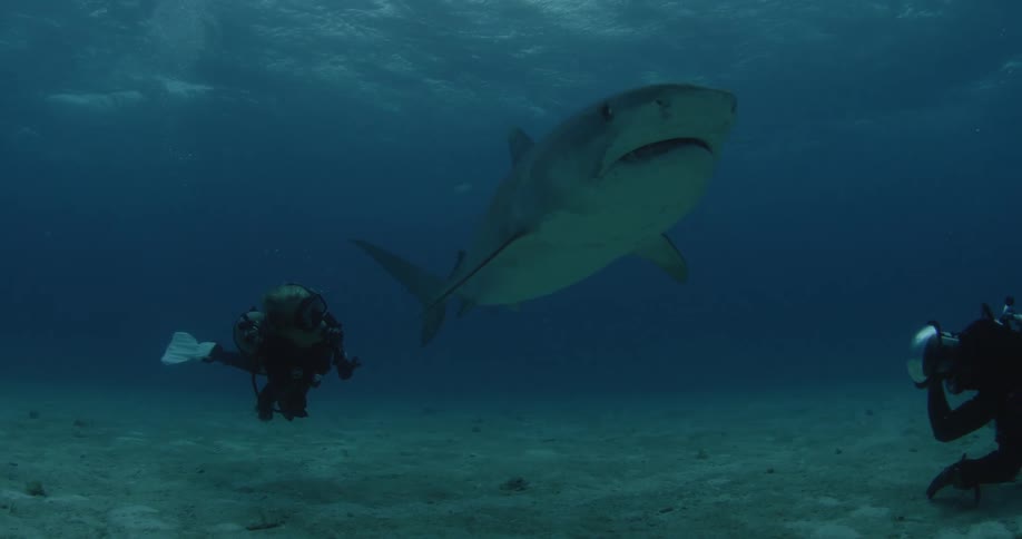 A diver is traveling right towards a huge shark