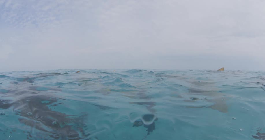 View of sharks swimming closely to the surface of the water