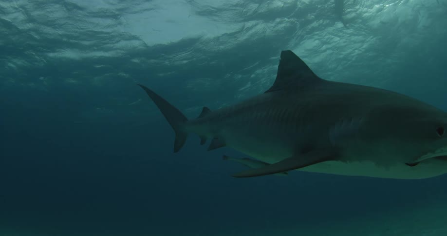 Sharks swim in the ocean