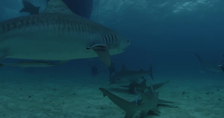 Sharks swimming near the ocean floor