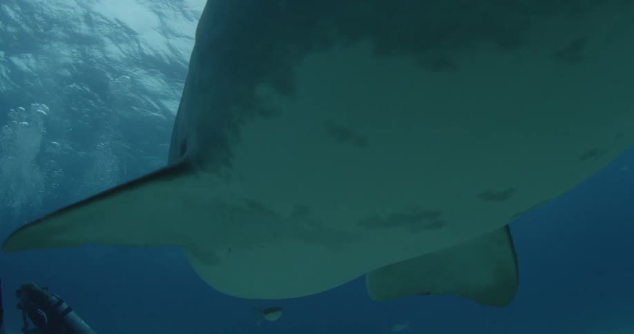 A large shark swimming towards the camera