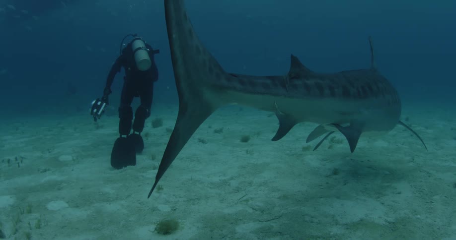 A shark swims around a scuba diver