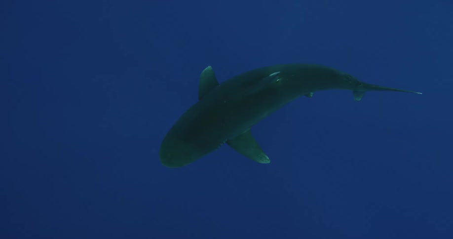 Shark swimming calmly through waters as seen from directly above it