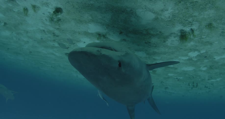 A large shark swims in the water