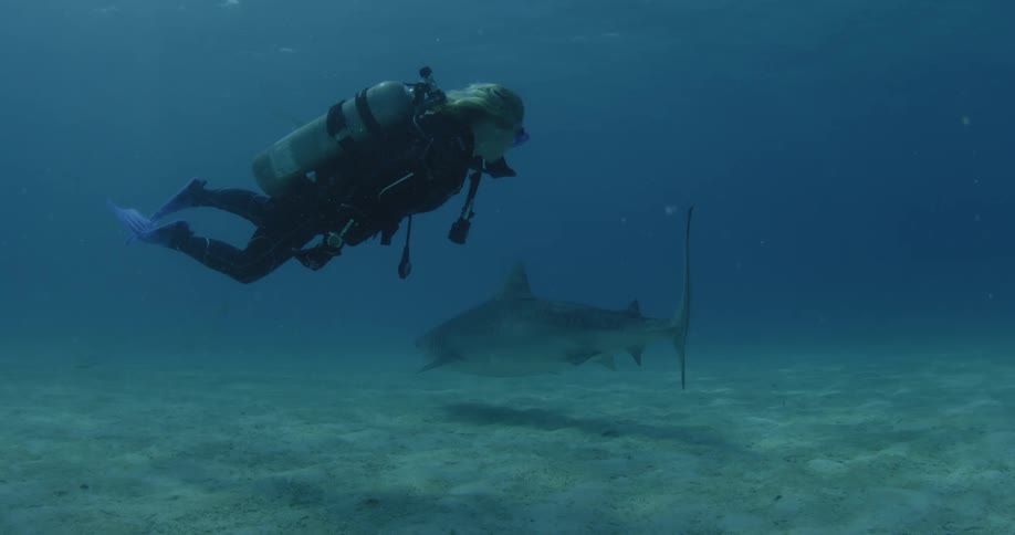 A scuba diver swims at the bottom of the ocean near a shark