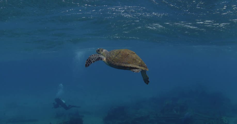 A sea turtle swimming around some divers
