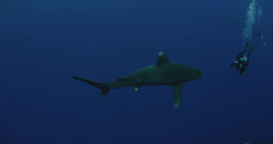A shark swims past a scuba diver