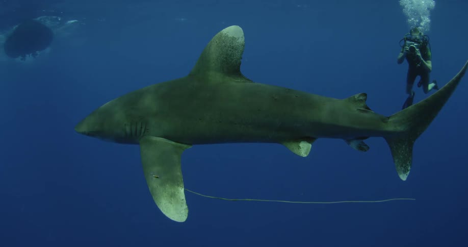 Divers swim with a shark