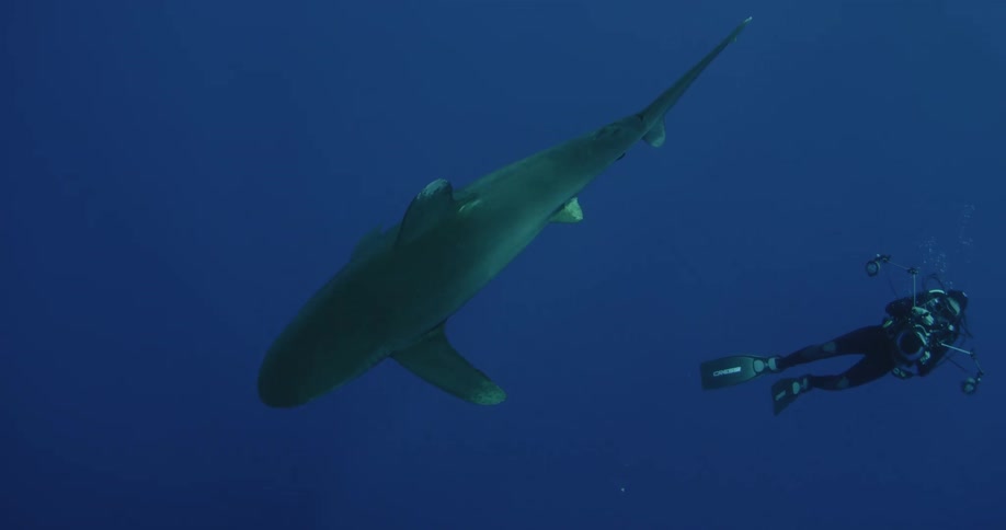 Scuba diver swimming amongst some sharks