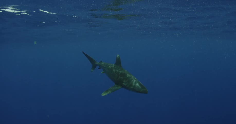 A shark swims through blue ocean water