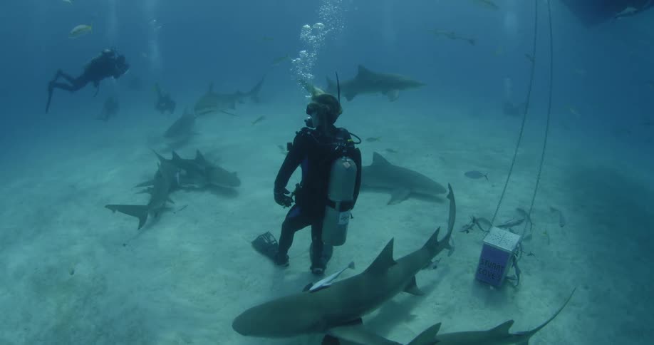 Divers floating with sharks near ocean floor