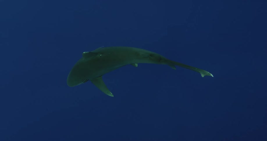 A shark swims in the ocean