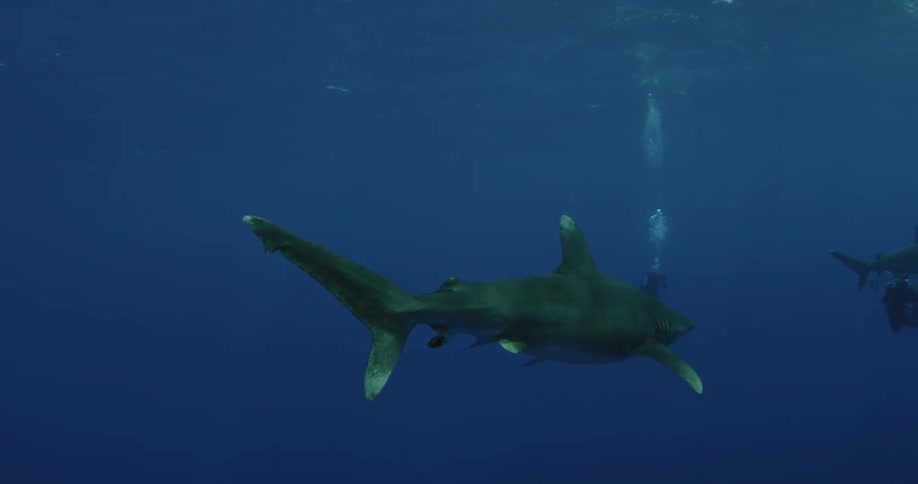 A couple of sharks are swimming towards some divers