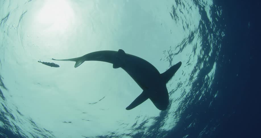 A shark swims just below the surface