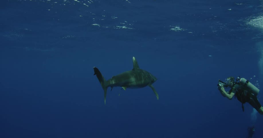 A shark is swimming towards a diver