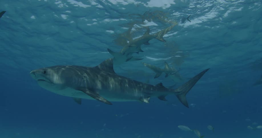 Many sharks swimming in the ocean