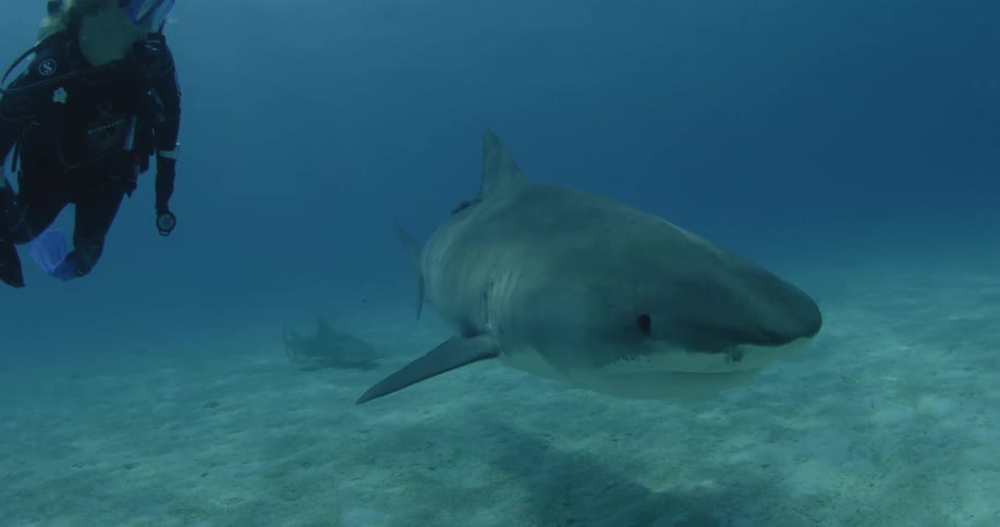 A scuba diver watches a shark swim by