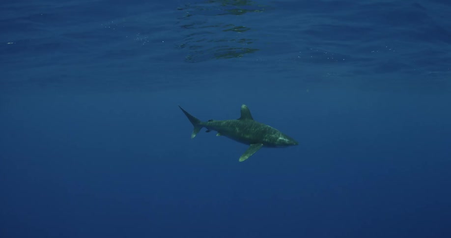 A shark swims underwater in the blue waters