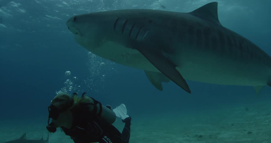 A shark is swimming beside a female diver