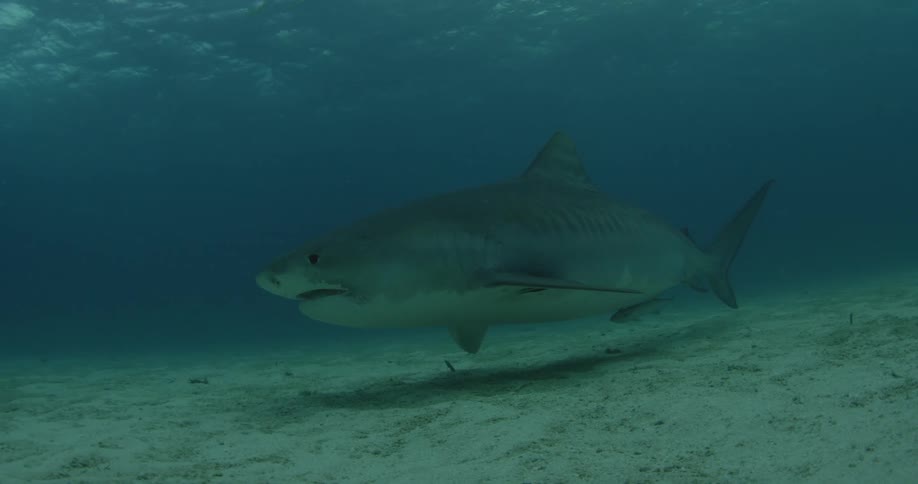 A shark is swimming near the sand on the bottom of the ocean