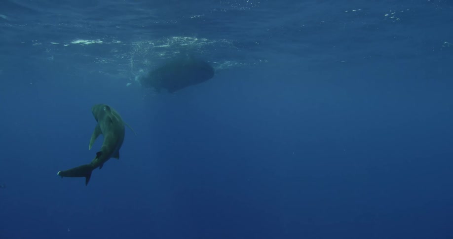 A shark swims just below a boat on the surface