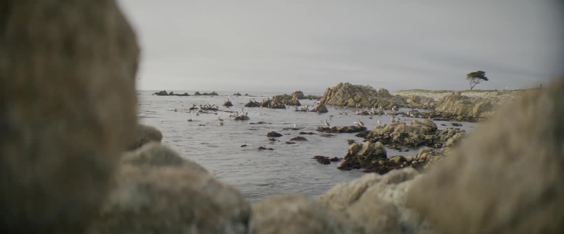 Birds perch on and fly over rocks in waters near shore with lone tree in field in the background