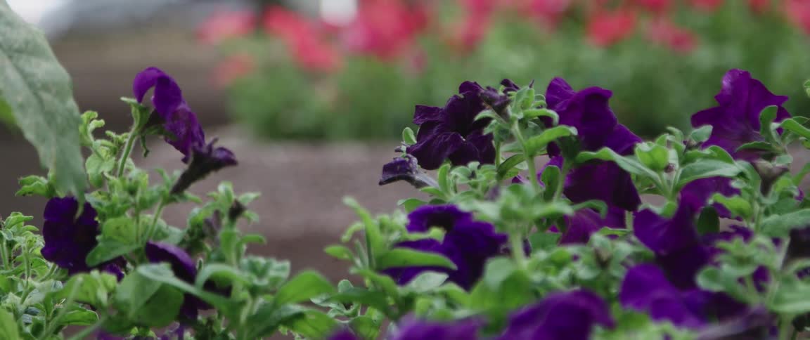 Colorful flowers in planters outdoors during the day