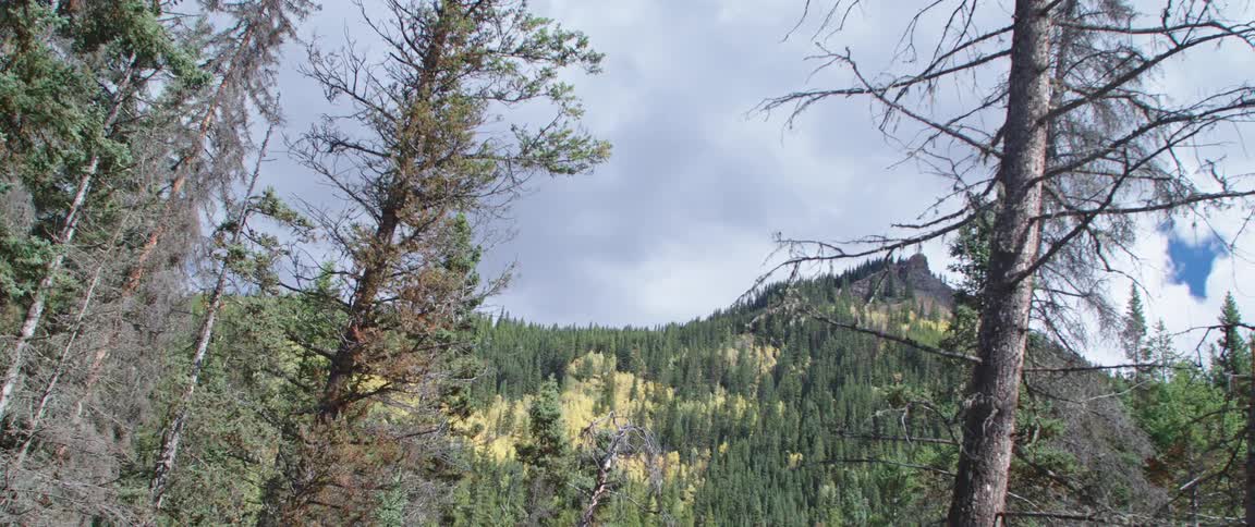 Conifer forest occupies side of mountain under a cloudy sky
