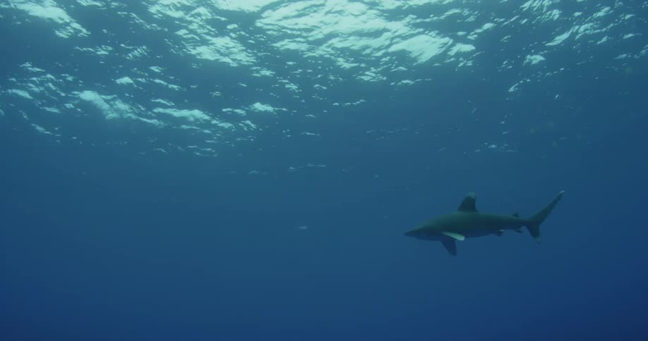 A shark swims near the sunlit surface