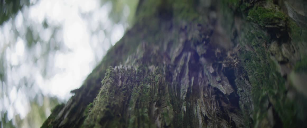 Moss grows on the side of a thick tree trunk