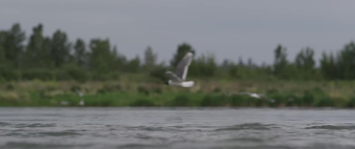 Birds fly low over the water on a cloudy day