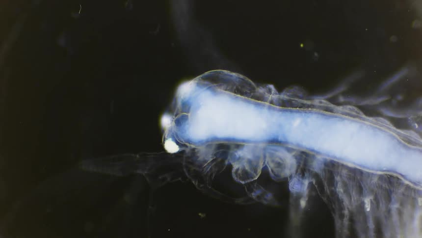 The small glowing organism moves around