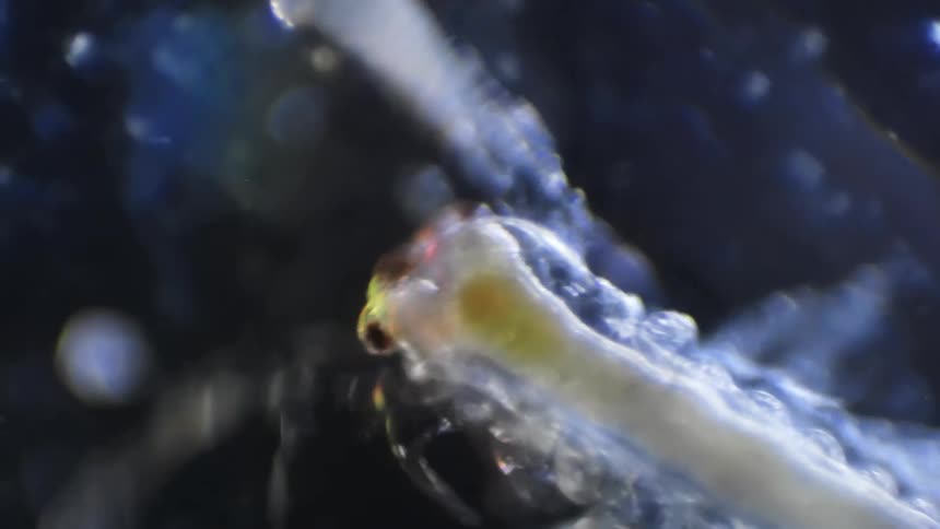 Extreme close up of the moving extremities of a microscopic organism swimming