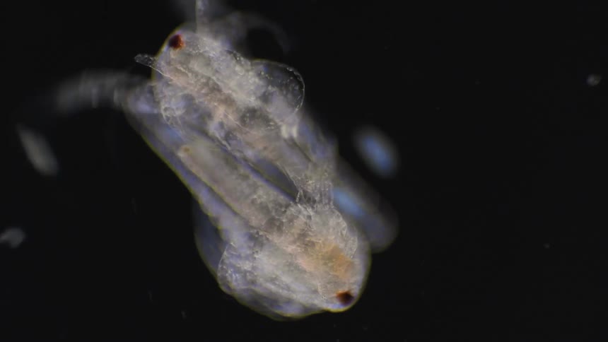 Close up view of insects moving together under a microscope