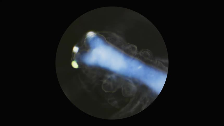 Extreme close up of the moving extremities of a microscopic organism swimming