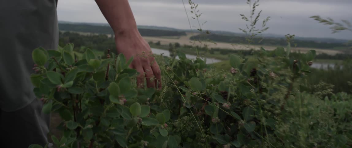 A person runs their hand over greenery