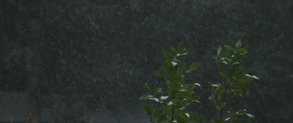 It rains the green woods