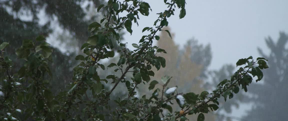 Snow falling onto tree