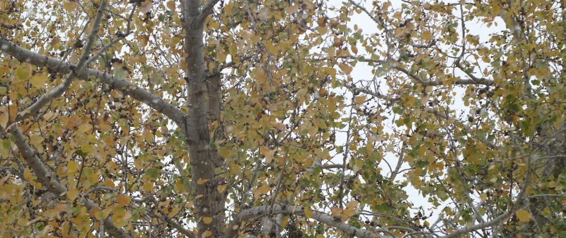 Its snowing on the trees in autumn