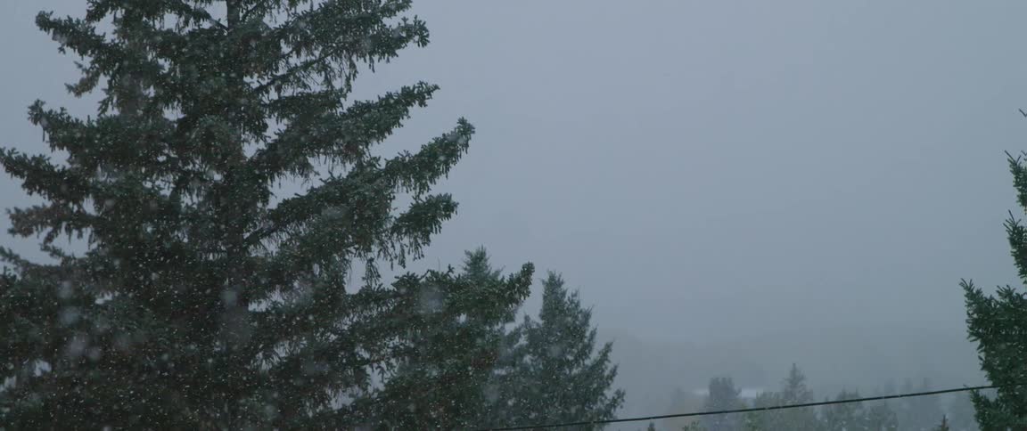 The snow falls around the large tree