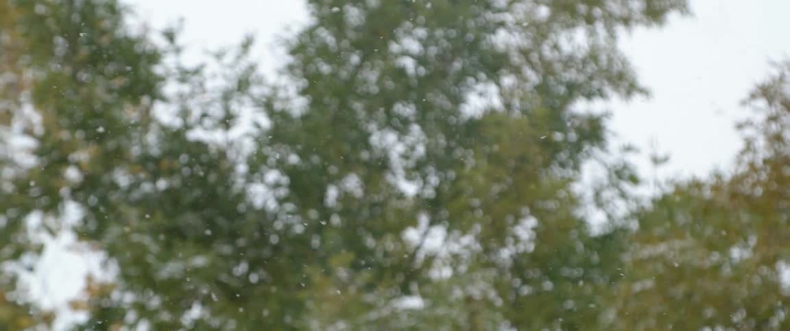 Fat snowflakes fall on trees with green leaves