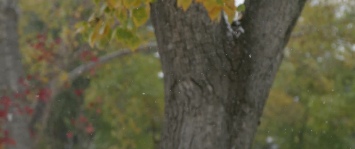 A view of snow falling in a forest with trees