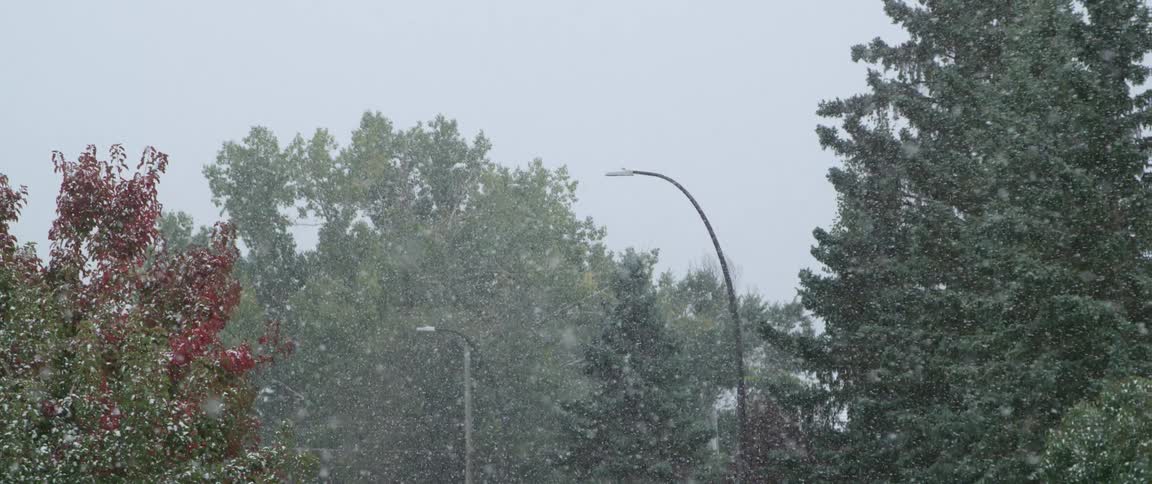 It is snowing on the forest