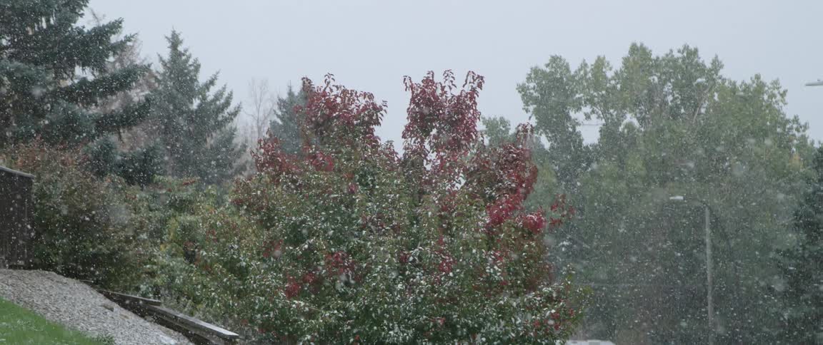 Snow falling from sky