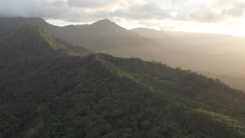 Aerial view of forest