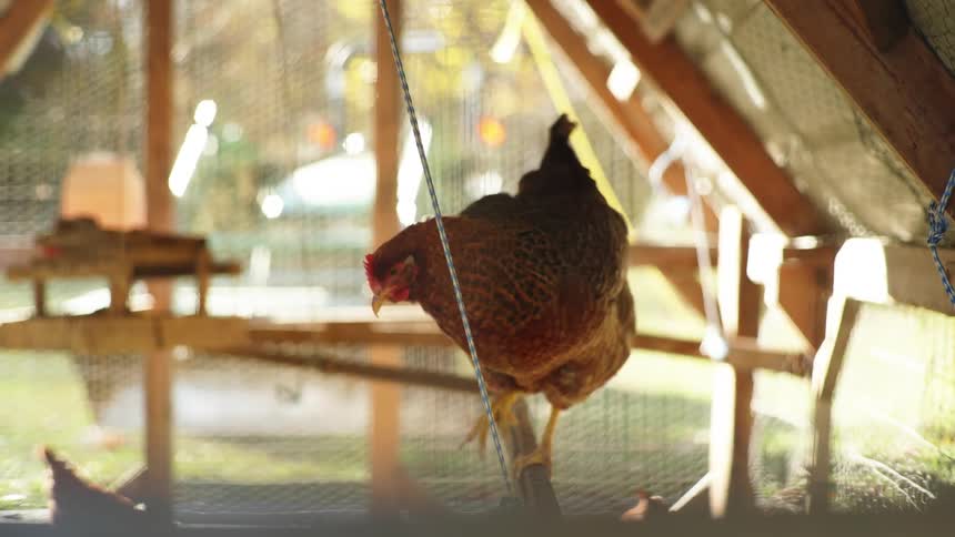 Chickens walk around their pen in a backyard