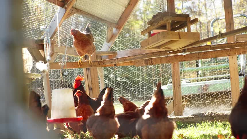Chicken move around mesh covered chicken coop as feed is spread